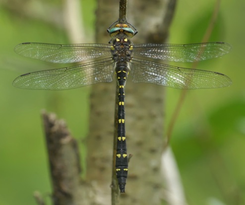 Male
7 May 2011  Rabun